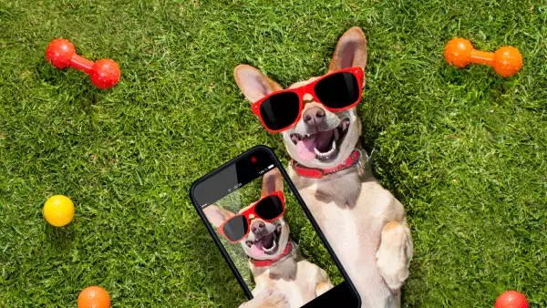 ¿Qué hace tu perro cuando no estás?