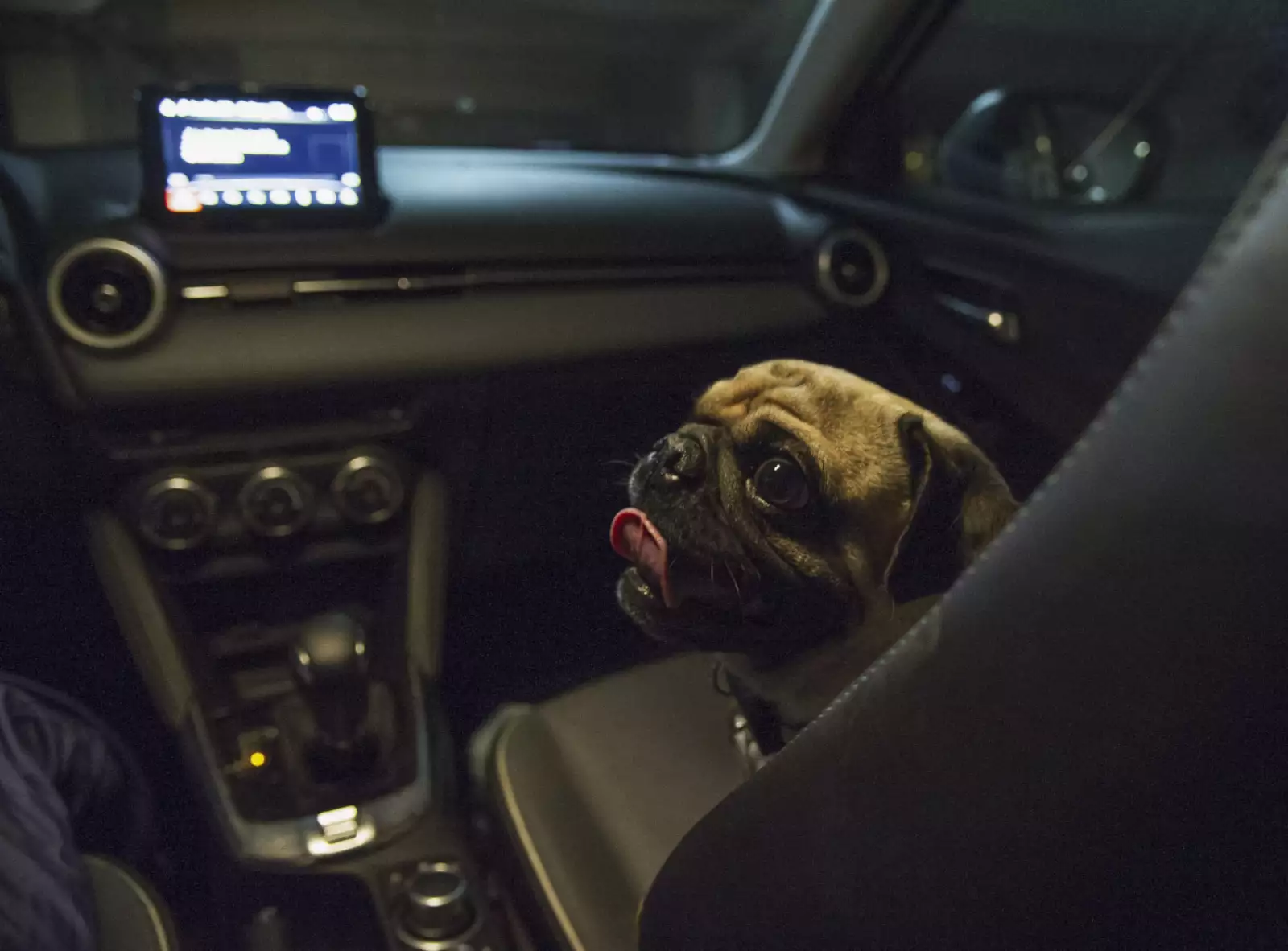 MEXICO-HEALTH-VIRUS-DOG