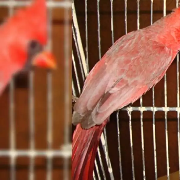 Aves Hank Rhon 