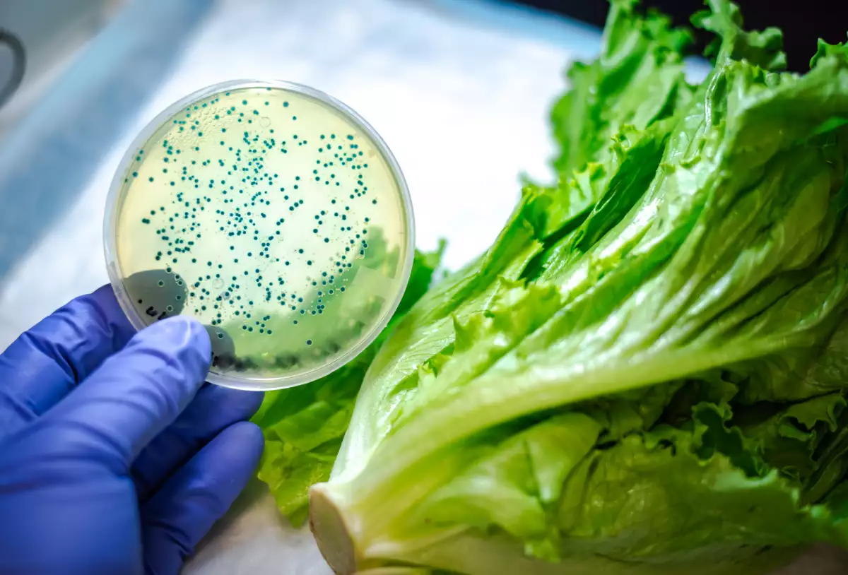 brote de la bacteria Escherichia coli