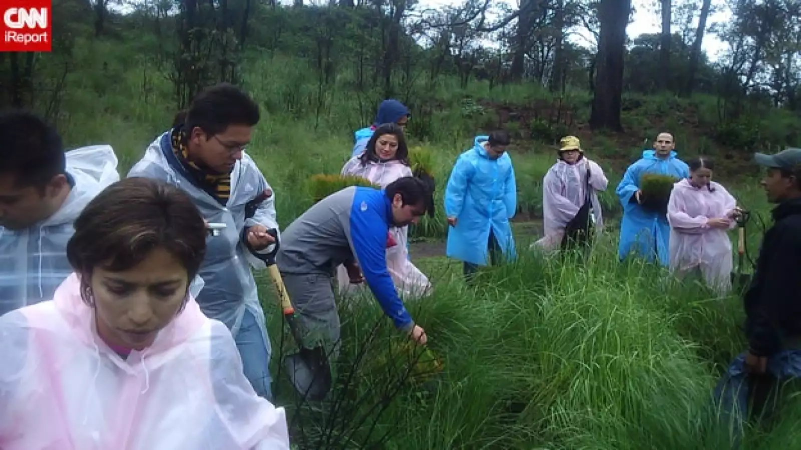 irpt-reforestacion1