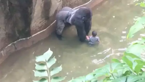 Michelle Greggs, la mamá del niño que fue rescatado el fin de semana en un zoológico de Cincinnati, respondió a las acusaciones que ha recibido a través de redes sociales.