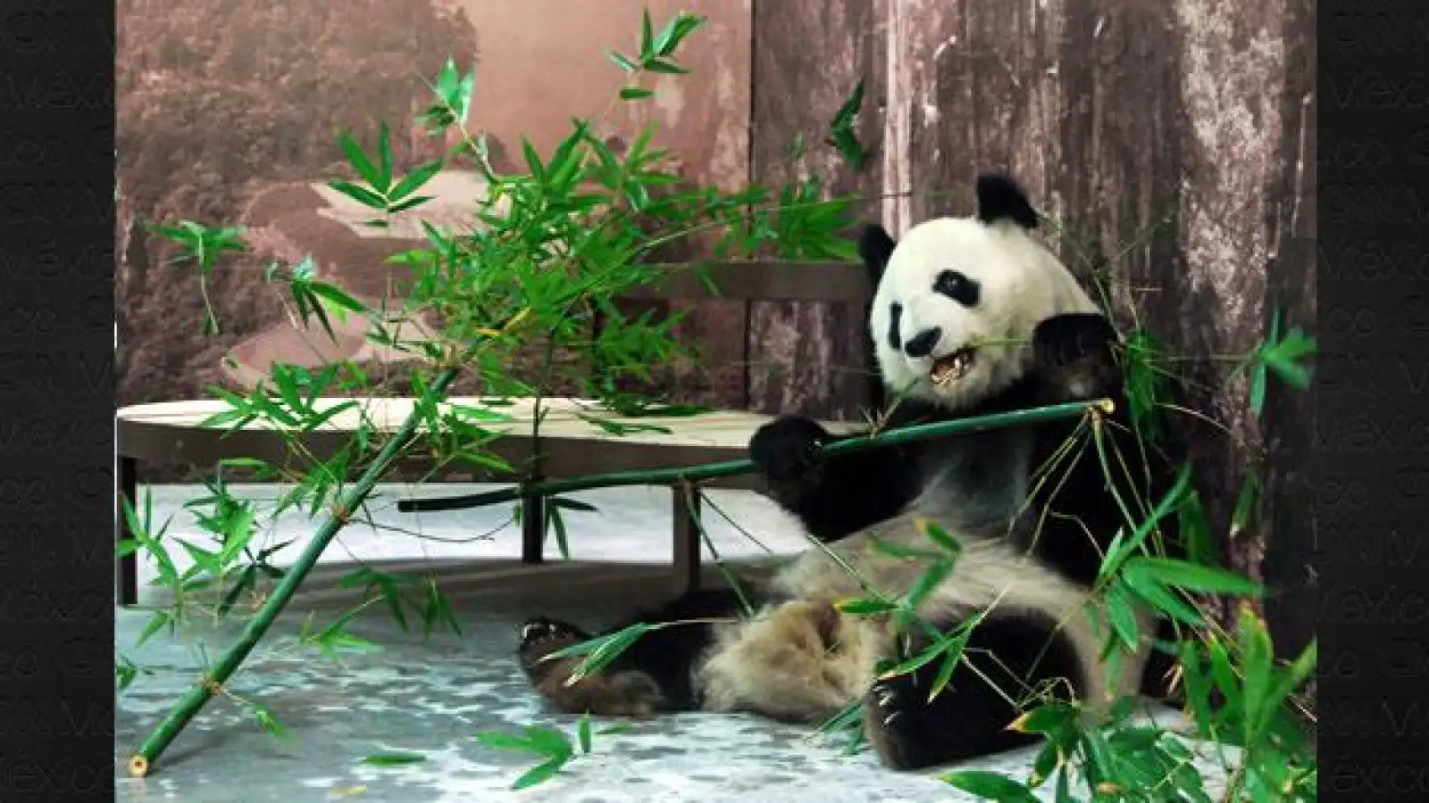 Panda Shuan Shuan