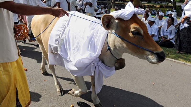 vaca india
