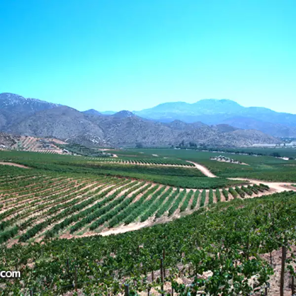 L.A. Cetto en Valle de Guadalupe