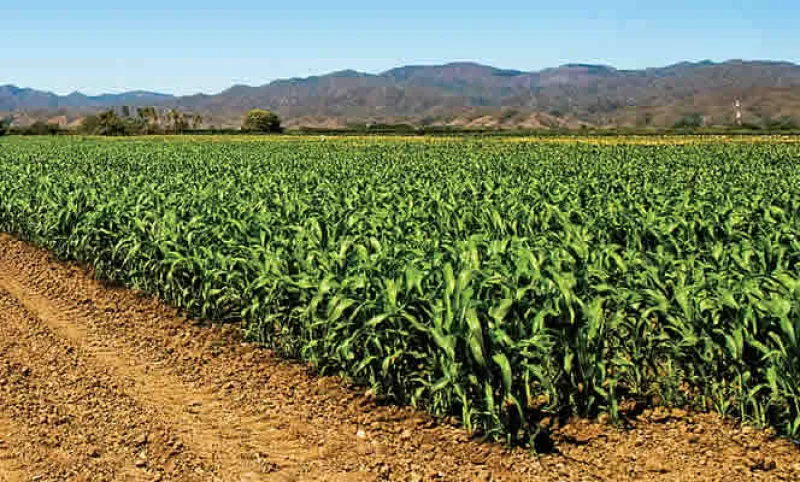 México dio luz verde a dos permisos para siembra experimental de maíz transgénico el jueves, pero el nuevo negocio quedará en manos de trasnacionales como Monsanto pues científicos nacionales perdieron proyectos tras una década de moratoria de facto.