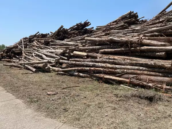 Eucalipto