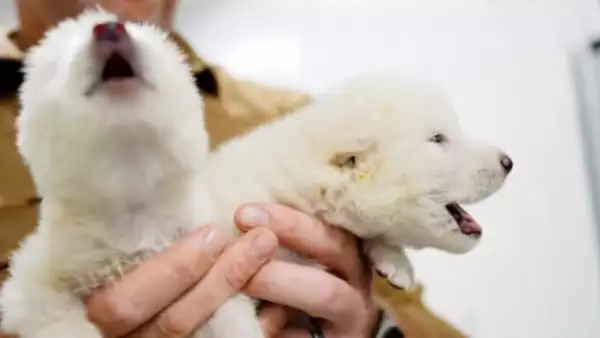 cachorros-lobos- gigantes-.jpg