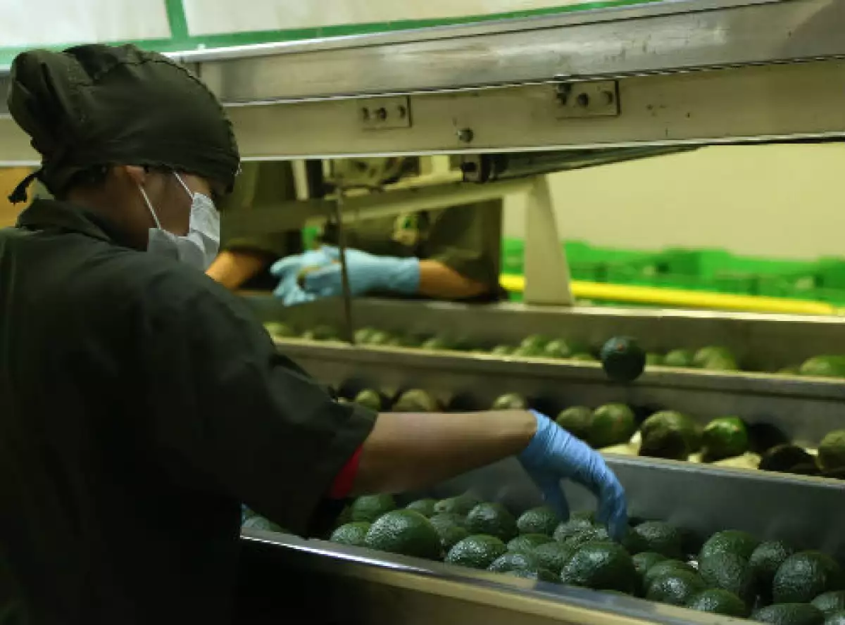 empacadora de aguacate de Michoac�n