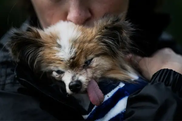 Lazare, un spaniel toy francés.png