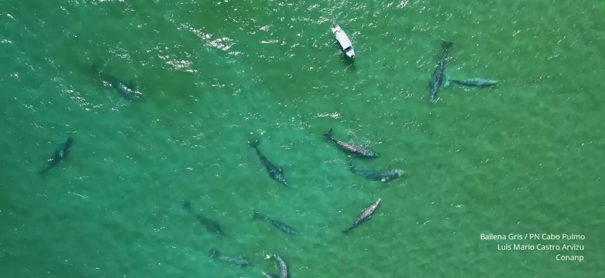 ballenas cabo pulmo