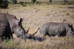 Rinocerontes en Lewa