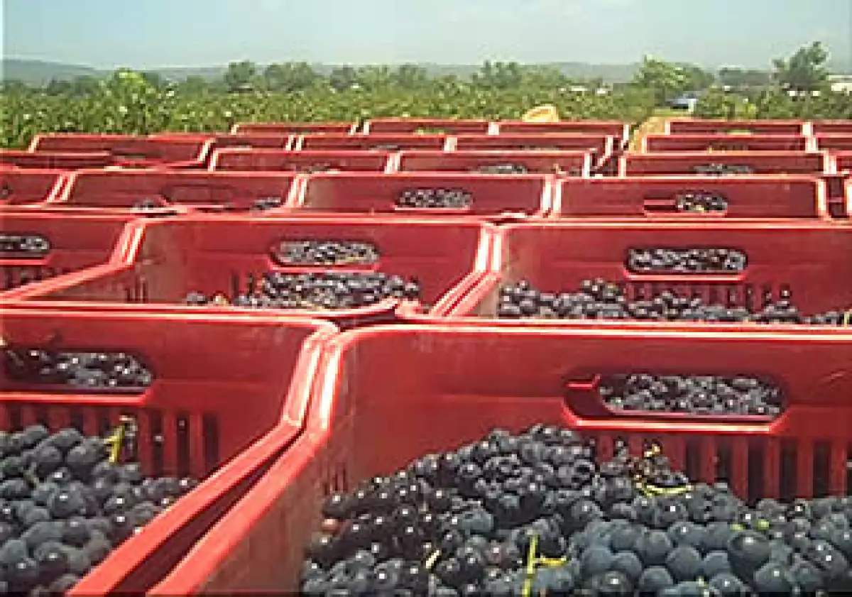 Para la producción de sus vinos, mezclan tecnolgía enológica y trabajo artesanal. (Foto: CNNExpansión.com)