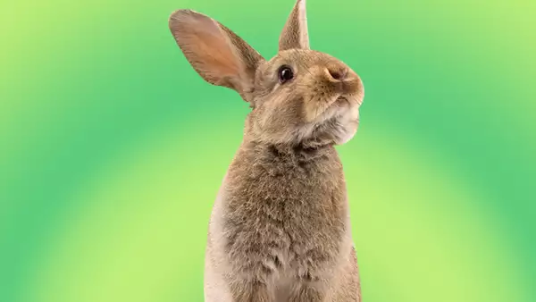 Mexico-Prohibe-animales.jpg