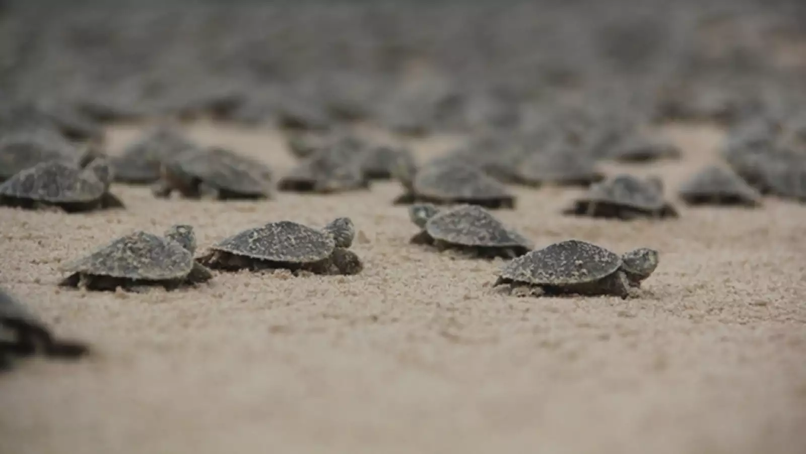 liberacion de tortugas