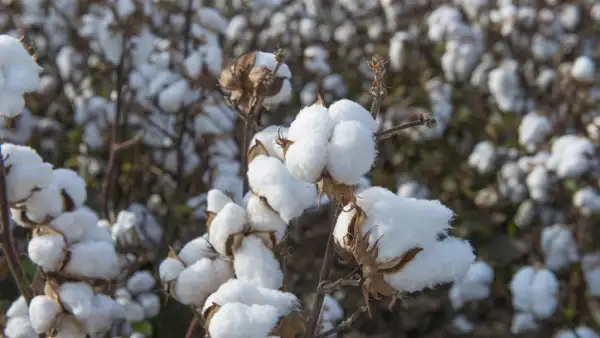 Algodón transgénico. 