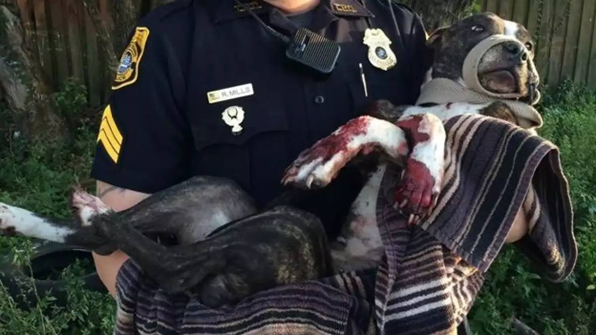Cabela perra herida Florida