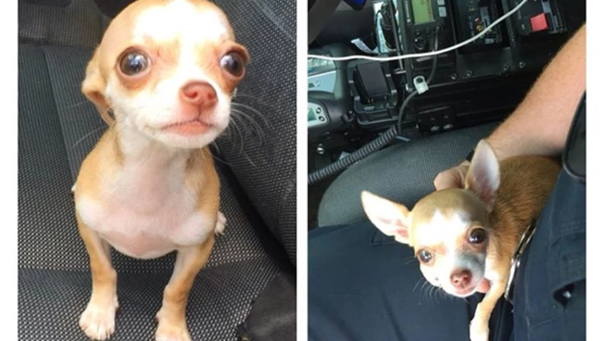 perrito