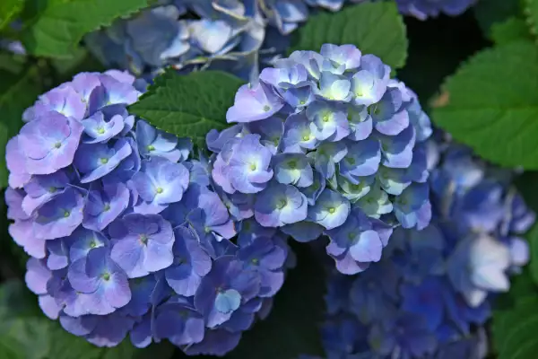 Hortensias