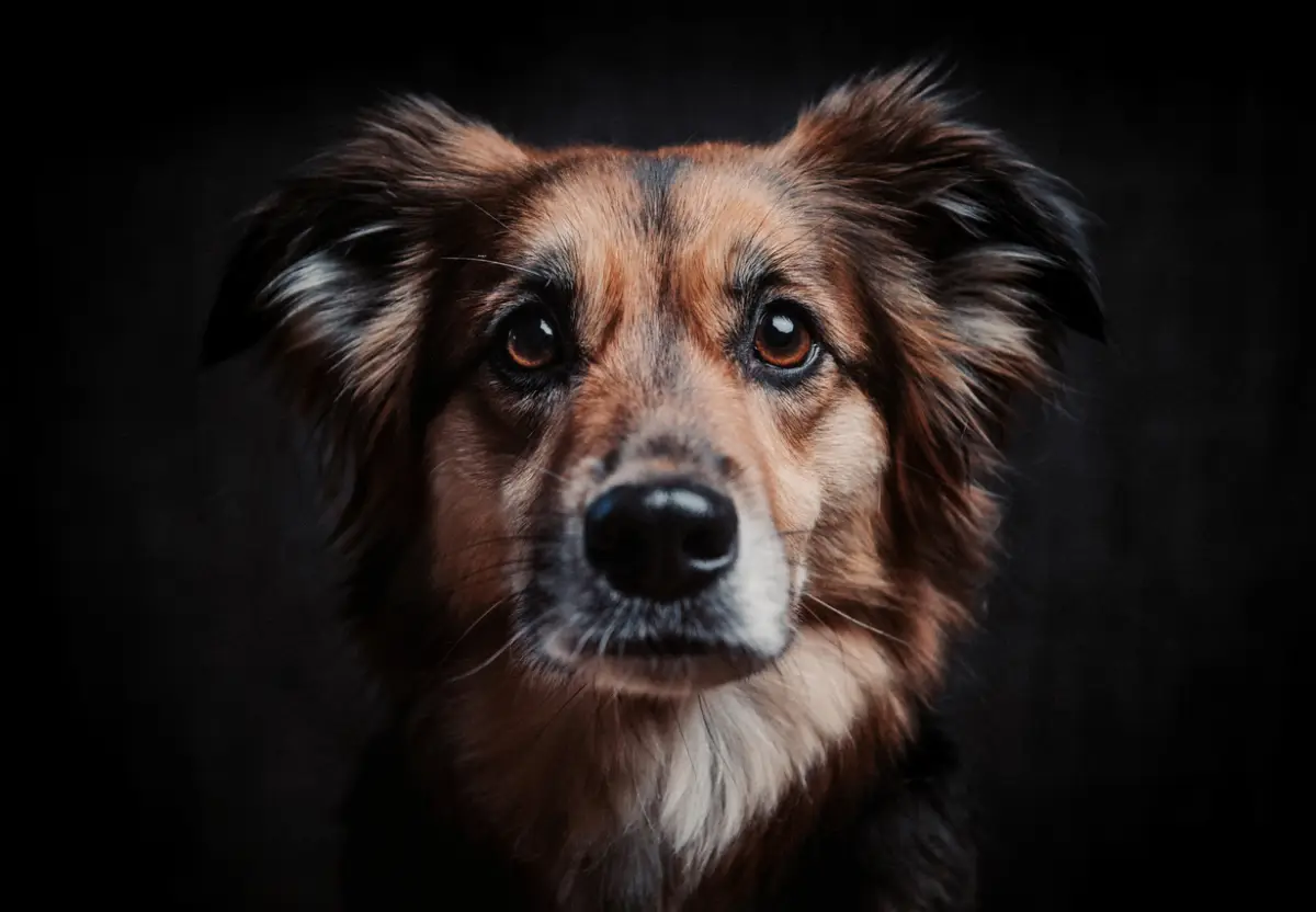 origen del dia mundial del perro