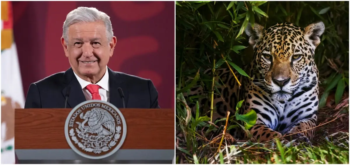 amlo region jaguar.jpg