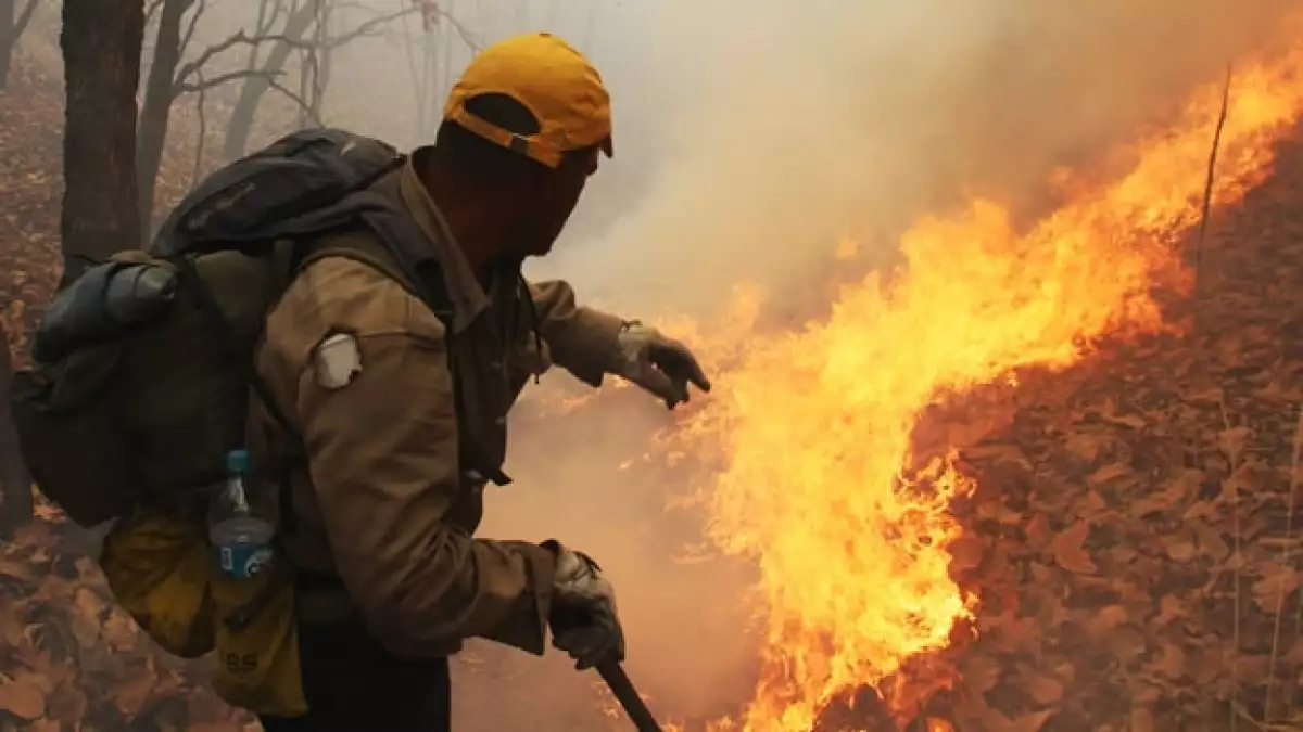 Un incendio consumo el bosque La Primavera