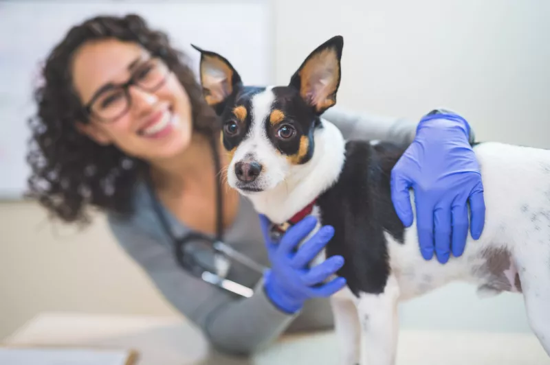 A female veterinarian is hugging a dog during a checkup
