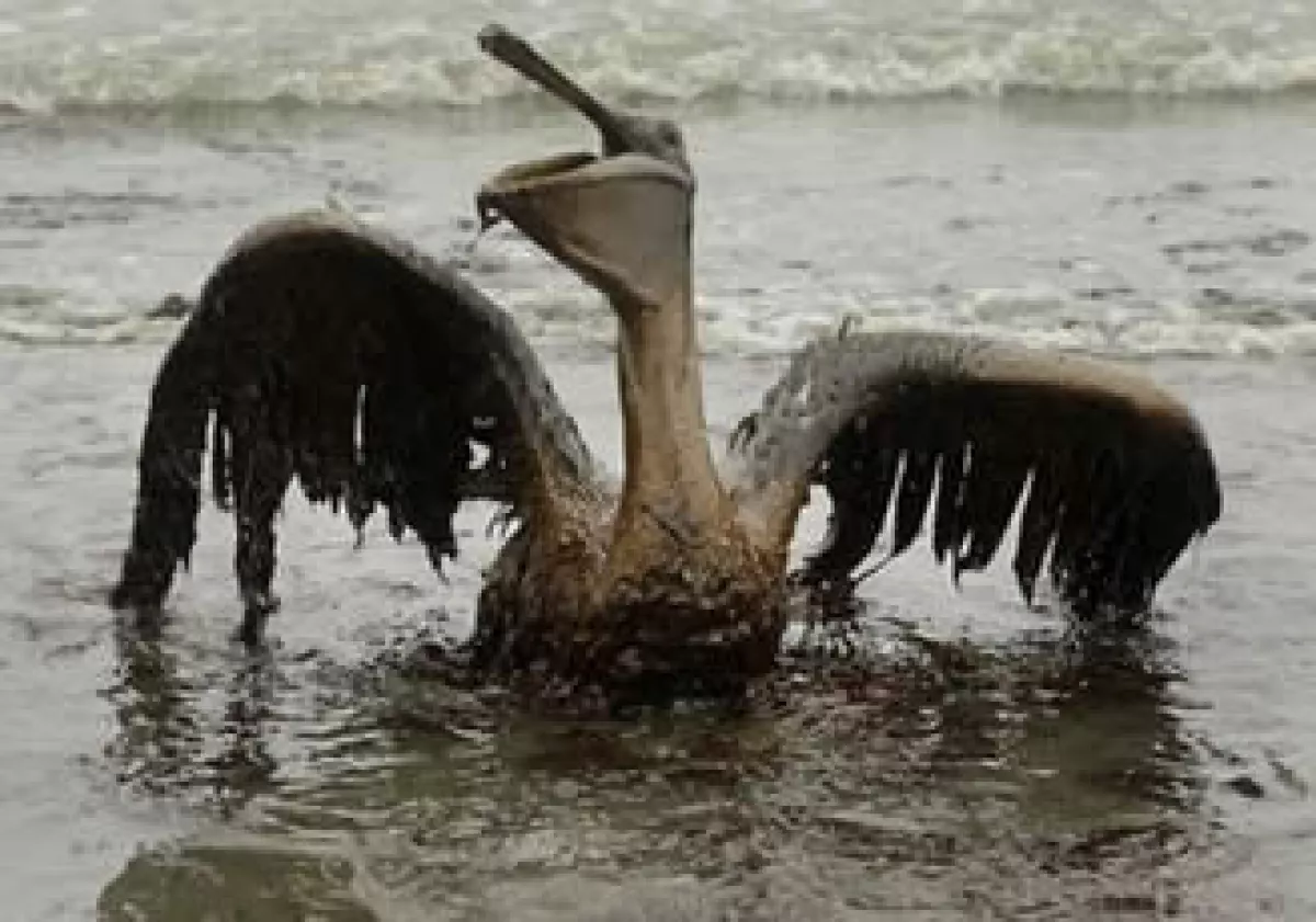 La petrolera BP podría ser vetada luego que se avanzó en un freno a concesiones a la firma, para perforaciones. (Foto: Reuters)
