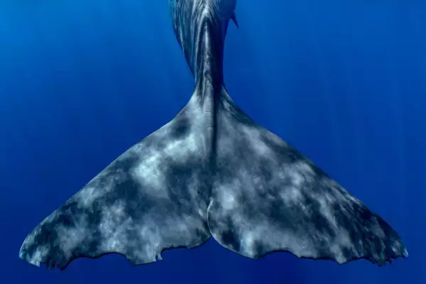 Fomares y cambio climatico