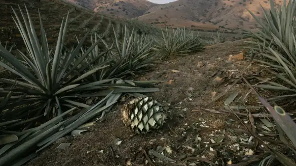 Piña de agave sobre un campo de agaves en el monte.