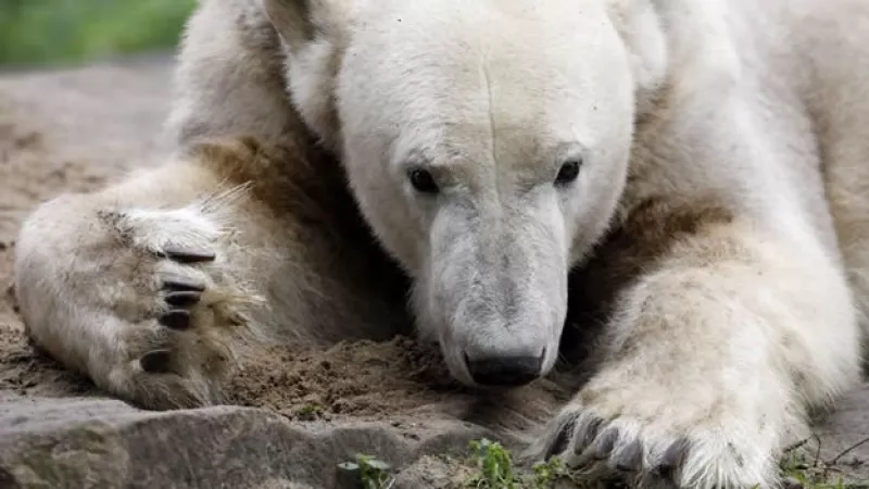 oso knut del zoologico de berlin