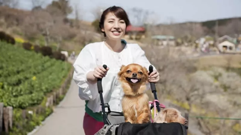 una mujer lleva a sus perros en una carriola