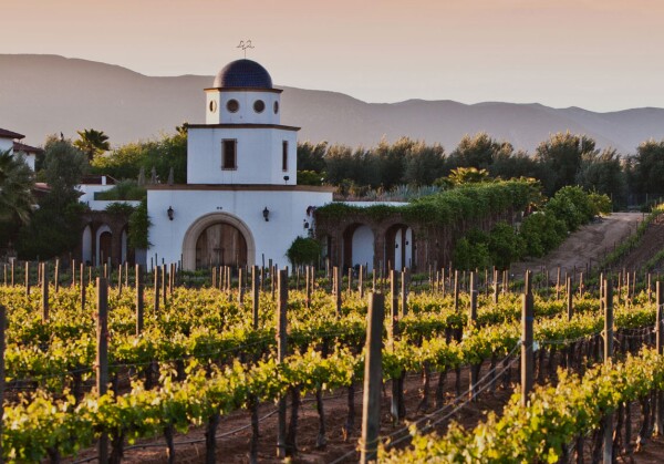 Ruta del Vino en Ensenada
