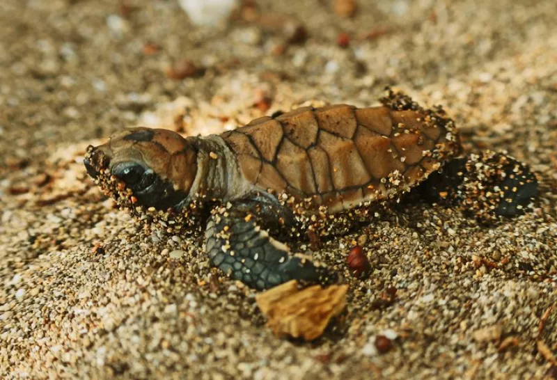 tortugas-costalegre.jpg