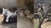 animales.jpg