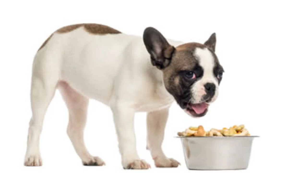 El valor de mercado de la venta de productos para mascotas alcanza los 2,000 mdd anuales. (Foto: Getty Images)