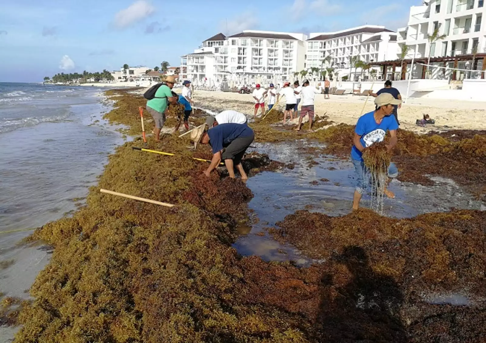 acumulaci�n de sargazo 4