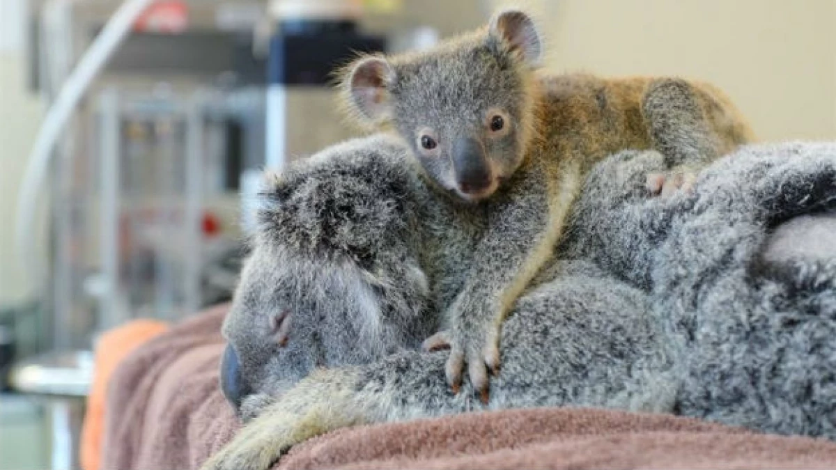Baby Koala