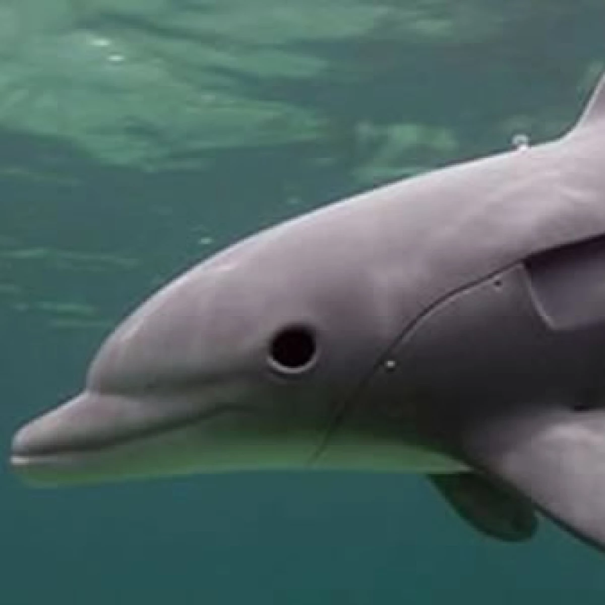 LOG-robot delfin