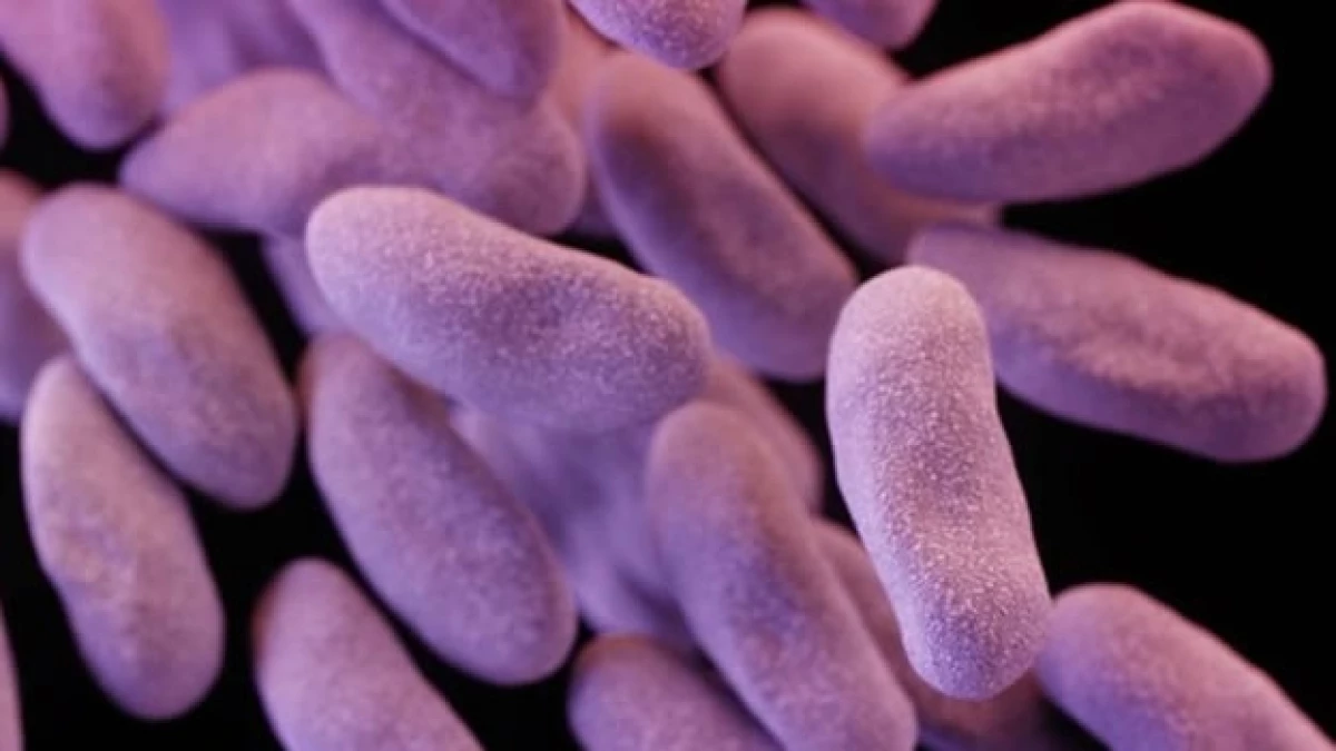 bacterias resistentes a antibioticos