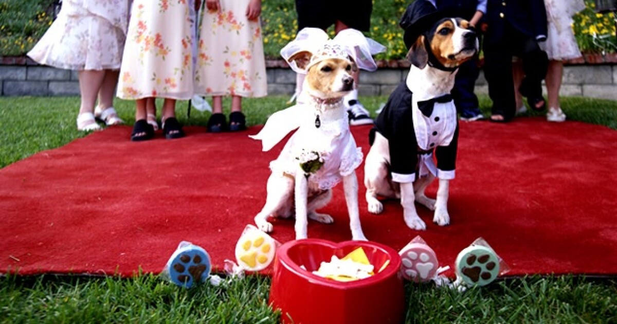 Una Disenadora Alemana Crea Trajes De Perros Para Ocasiones Especiales