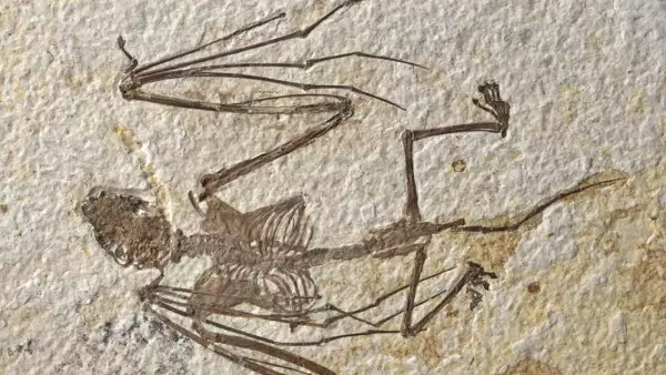 fosil-murcielago-revela-nuevas-especies-evolucion.png