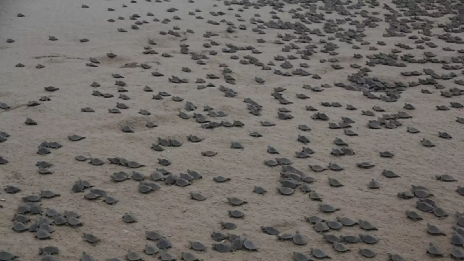 liberacion de tortugas