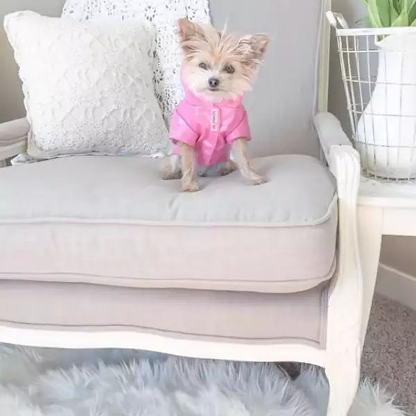 Eleni ha comprobado que sus perros saben posar en cualquier lugar como todos unos profesionales.