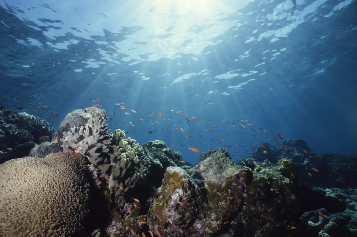 barrera-coral-Australia