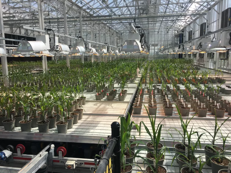 Semillas hechas a la medida. 