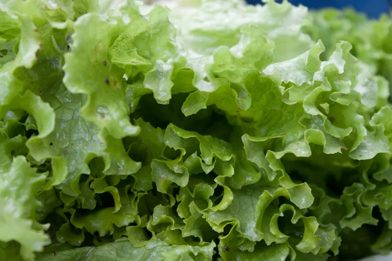 Lechugas