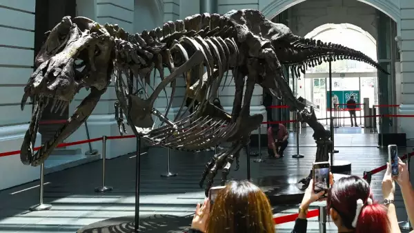 tiranosaurio-subasta