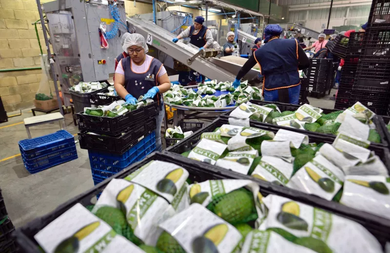 México domina las exportaciones de aguacate, pero Perú y Colombia ya le pisan los talones 