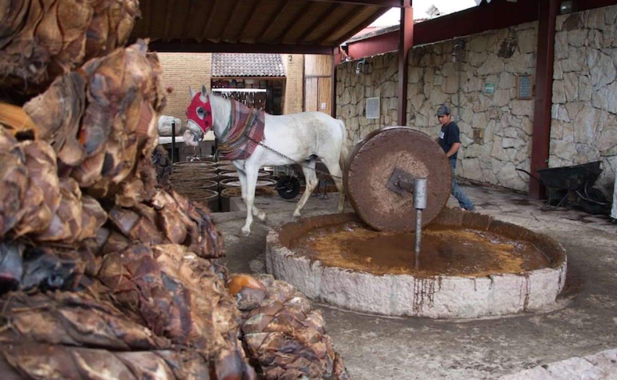 Molienda de agave